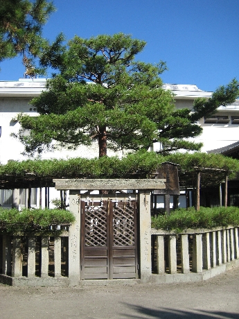 愛の精霊が宿る松「相生の松」IN 高砂神社: ☆ぶらり高砂☆高砂市観光情報